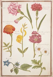 Two Carnations, French Marigold, Spanish Broom, Double Stock, Borage and Marguerite